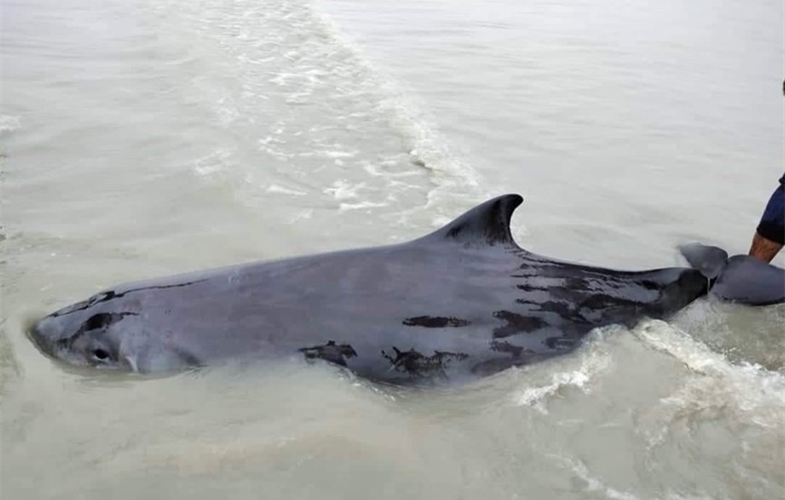 Dwarf sperm whale 2 (c) Asaduzzaman Miraj